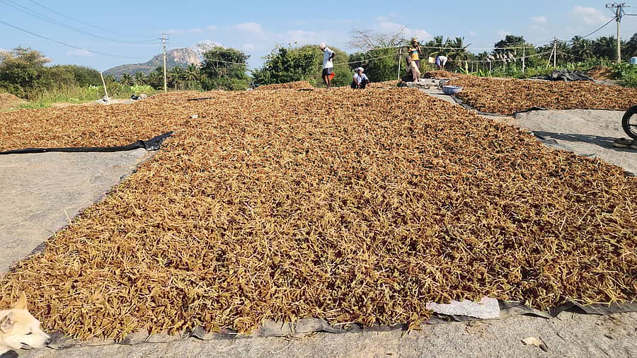 ತೋವಿನಕೆರೆ ಸಮೀಪದ ಕುರಂಕೋಟೆ ಪಂಚಾಯಿತಿ ವ್ಯಾಪ್ತಿಯ ಬಂಡೆಹಳ್ಳಿ ಅಡ್ಡ ರಸ್ತೆಯಲ್ಲಿರುವ ಬಂಡೆ ಮೇಲೆ ರಾಗಿ ತೆನೆ