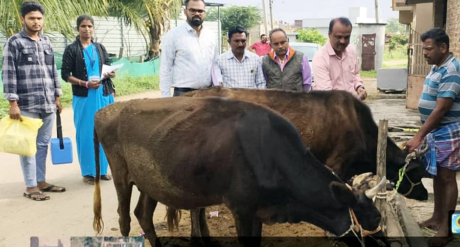 ಯಳಂದೂರು ತಾಲ್ಲೂಕಿನ ಕಟ್ನವಾಡಿ ಗ್ರಾಮದಲ್ಲಿ ಮಂಗಳವಾರ ರಾಸುಗಳ ಆರೋಗ್ಯವನ್ನು ಪಶು ಇಲಾಖೆಯ ಅಧಿಕಾರಿಗಳು ಪರಿಶೀಲಿಸಿದರು.