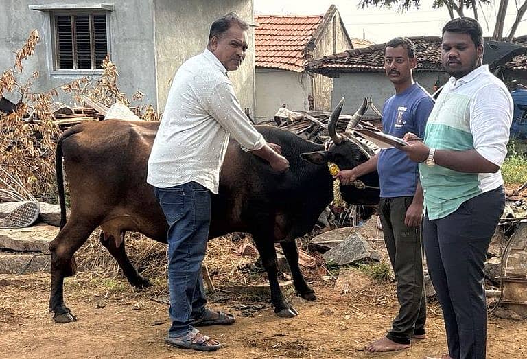 ಸಂತೇಮರಹಳ್ಳಿಯಲ್ಲಿ ಪಶು ಇಲಾಖೆ ವತಿಯಿಂದ ಜಾನುವಾರುಗಳಿಗೆ ಕಾಲು ಬಾಯಿ ಜ್ವರಕ್ಕೆ ಲಸಿಕೆ ಹಾಕಲಾಯಿತು.