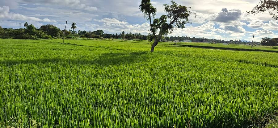 ಮುಳಬಾಗಿಲು ತಾಲ್ಲೂಕಿನ ಸತತ ಮಳೆಯಿಂದ ಭತ್ತದ ಪೈರು ನಾಟಿ ಮಾಡಿರುವುದು