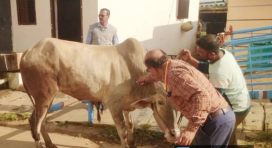 ಬ್ಯಾಡಗಿ ಪಟ್ಟಣದಲ್ಲಿ ಜಾನುವಾರುಗಳ ರೋಗ ನಿಯಂತ್ರಣ ಯೋಜನೆಯಡಿ 8ನೇ ಸುತ್ತಿನ ಕಾಲುಬಾಯಿ ಜ್ವರ ಖಾಯಿಲೆಗೆ ಲಸಿಕಾ ಅಭಿಯಾನ ನಡೆಯಿತು.