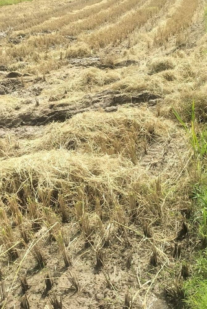 ಕೊಯ್ಲು ಮಾಡಿದ ಭತ್ತವನ್ನು ಗದ್ದೆಯಲ್ಲಿ ಒಣ ಹಾಕಿರುವುದು