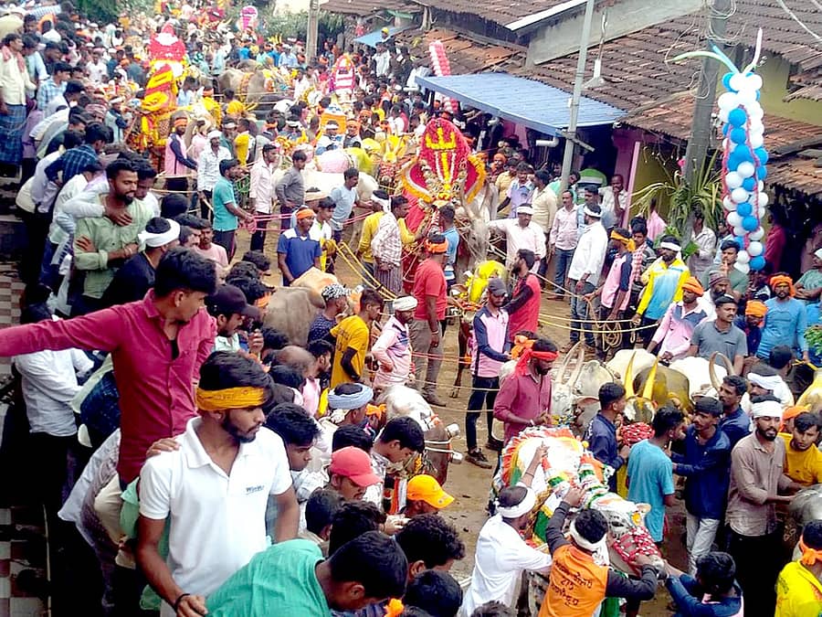 ಶಿಕಾರಿಪುರದಲ್ಲಿ ಹೋರಿ ಹಿಡಿಯುವ ಸ್ಪರ್ಧೆಯ ನೋಟ (ಪ್ರಜಾವಾಣಿ ಸಂಗ್ರಹ ಚಿತ್ರ)