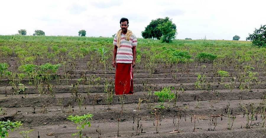 ಕುರುಗೋಡು ತಾಲ್ಲೂಕಿನ ಮಾರುತಿಕ್ಯಾಂಪ್ನಲ್ಲಿ ಕ್ರಿಮಿನಾಶಕ ಸಿಂಪರಣೆಯಿಂದ ಮೆಣಸಿನಕಾಯಿ ಬೆಳೆ ನಾಶವಾಗಿರುವುದು