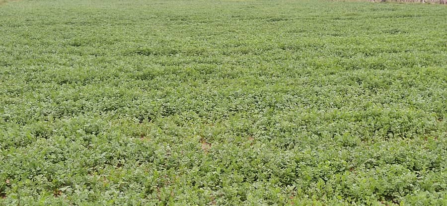 ಮುಳಬಾಗಿಲು ತಾಲ್ಲೂಕಿನ ದೊಡ್ಡ ಗೊಲ್ಲಹಳ್ಳಿ ಬಳಿಯಲ್ಲಿ ರೈತರೊಬ್ಬರು ಬೆಳೆದಿರುವ ಕೊತ್ತಂಬರಿ ಸೊಪ್ಪಿನ ತೋಟ