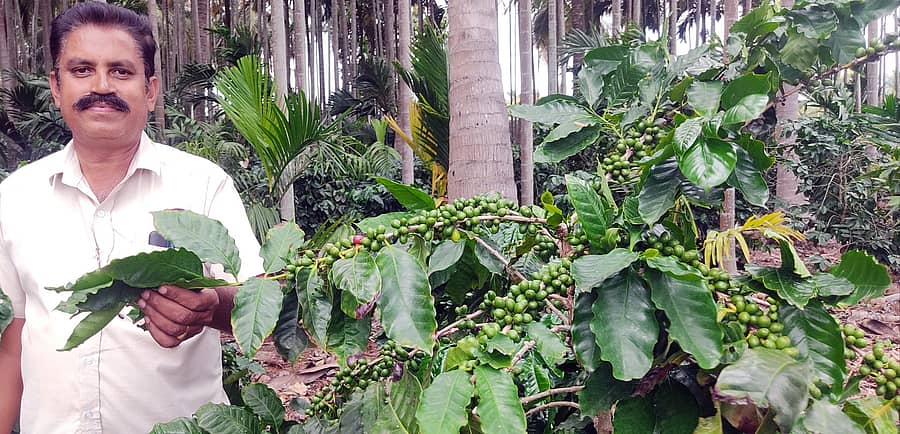 ಯಳಂದೂರು ತಾಲ್ಲೂಕಿನ ಯರಗಂಬಳ್ಳಿ ಗ್ರಾಮದ ಹೊರವಲಯದಲ್ಲಿರುವ ಕಾಫಿ ತೋಟದಲ್ಲಿ ಪ್ರಗತಿಪರ ರೈತ ಜೆ.ಮಲ್ಲೇಶ್