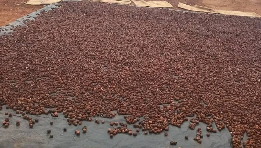 ಕೆಂಪಡಿಕೆ ಸಿದ್ಧಪಡಿಸುವ ಭಾಗವಾಗಿ ಬೇಯಿಸಿದ ಅಡಿಕೆಯನ್ನು ಬಿಸಿಲಿಗೆ ಒಣಗಿಸಿರುವುದು