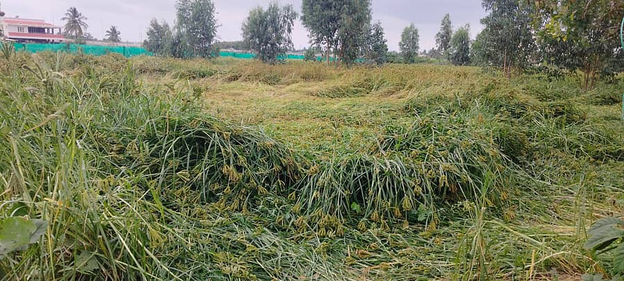 ಸೂಲಿಬೆಲೆ ಹೋಬಳಿಯ ಅತ್ತಿಬೆಲೆ ಬಳಿ ರಾಗಿ ಬೆಲೆ ನೆಲ ಕಚ್ಚಿರುವುದು