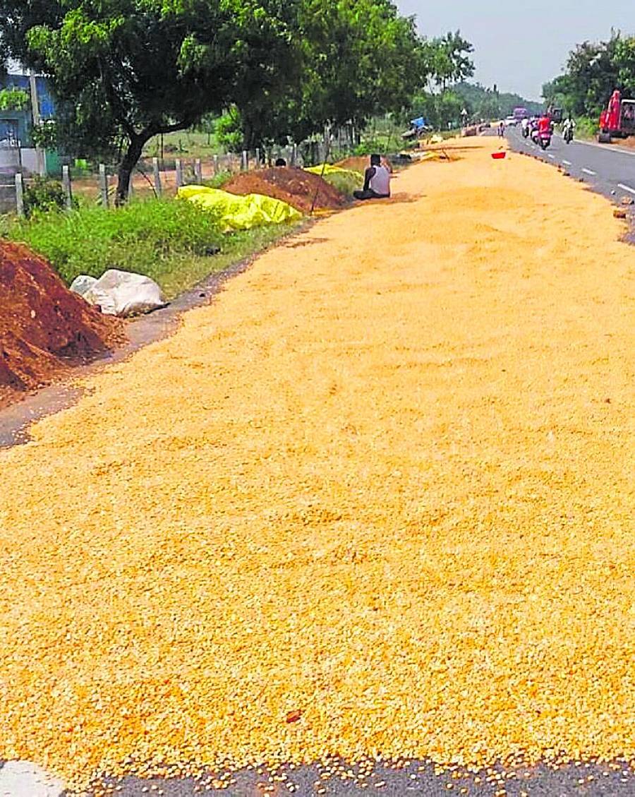 <div class="paragraphs"><p>ಕನಕಗಿರಿ ಸಮೀಪದ ಸುಳೇಕಲ್ ಗ್ರಾಮದ ಡಾಂಬರು ರಸ್ತೆಯಲ್ಲಿ ರೈತರು ಮೆಕ್ಕೆಜೋಳ ಹಸನು ಮಾಡುತ್ತಿರುವುದು</p></div>