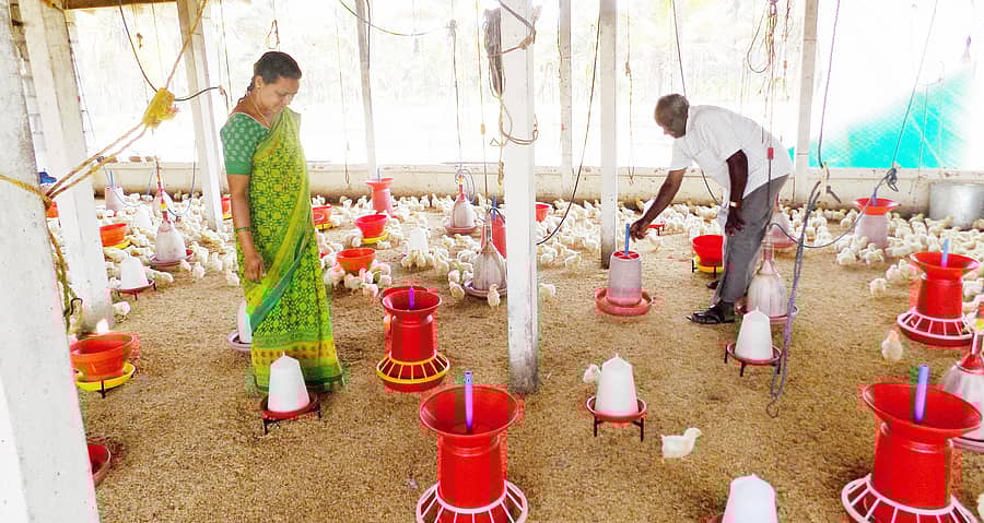 ಕೋಳಿ ಸಾಕಾಣಿಕೆ ಘಟಕ (ಸಾಂಕೇತಿಕ ಚಿತ್ರ)