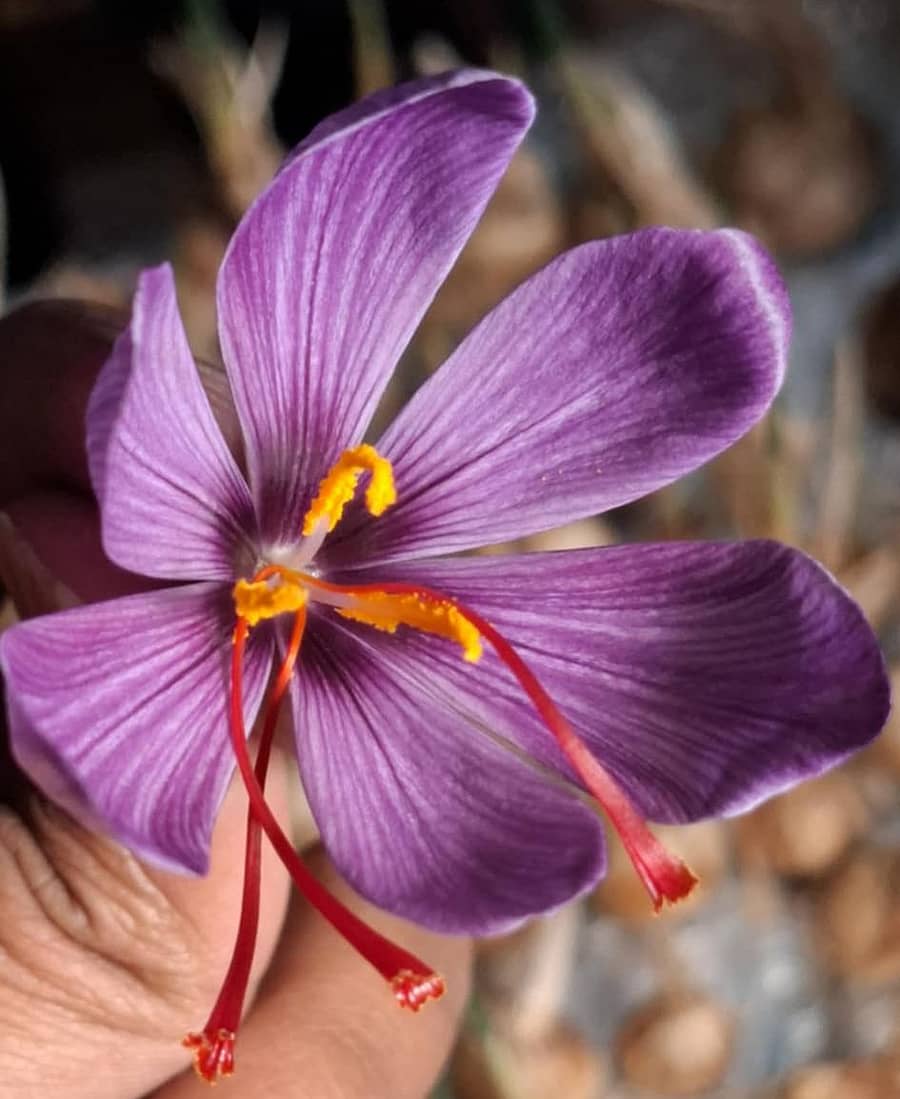 ಕೇಸರಿ ಹೂವು