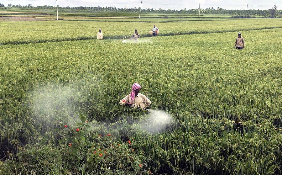 ನಿಟ್ಟೂರು ಗ್ರಾಮದ ಹೊರವಲಯದ ಭತ್ತದ ಗದ್ದೆಯಲ್ಲಿ ಸೊಳ್ಳೆರೋಗ ನಿಯಂತ್ರಿಸಲು ಕ್ರಿಮಿನಾಶಕ ಸಿಂಪಡಣೆ ಮಾಡುತ್ತಿರುವ ಕೃಷಿ ಕಾರ್ಮಿಕರು