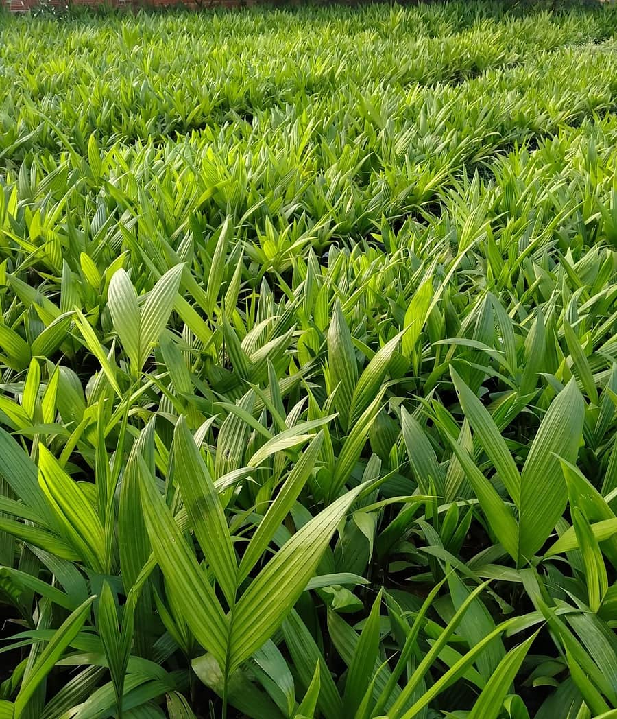 ಹೊಸ ತೋಟಗಳಲ್ಲಿ ನಾಟಿಗಾಗಿ ಸಿದ್ಧಗೊಂಡಿರುವ ಅಡಿಕೆ ಸಸಿಗಳು