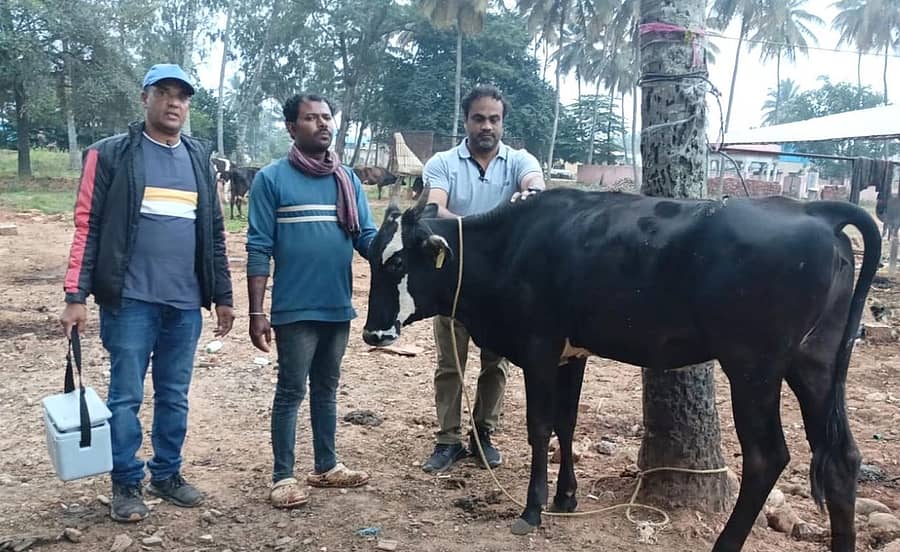 ದೊಡ್ಡಬಳ್ಳಾಪುರ ತಾಲ್ಲೂಕಿನಲ್ಲಿ 8ನೇ ಸುತ್ತಿನ ಕಾಲುಬಾಯಿ ರೋಗ ನಿಯಂತ್ರಣ ಲಸಿಕಾ ಅಭಿಯಾನ ನಡೆಯುತ್ತಿದೆ