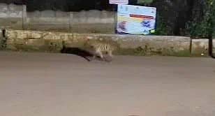 <div class="paragraphs"><p>ಹೈನಾ </p></div>