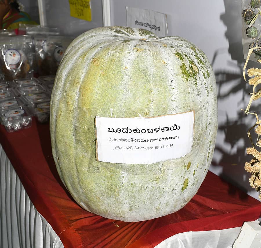 ಚಿತ್ರದುರ್ಗ ಜಿಲ್ಲೆ ಹಿರಿಯೂರು ತಾಲ್ಲೂಕಿನ ಗೌಡನಹಳ್ಳಿಯ ರೈತ ವರುಣ್ ವೆಂಕಟಾಚಲ ಅವರ ಜಮೀನಿನಲ್ಲಿ ಬೆಳೆದಿರುವ 30 ಕೆ.ಜಿ. ತೂಕದ ಬೂದುಗುಂಬಳ ಮೇಳದಲ್ಲಿ ಗಮನ ಸೆಳೆಯಿತು