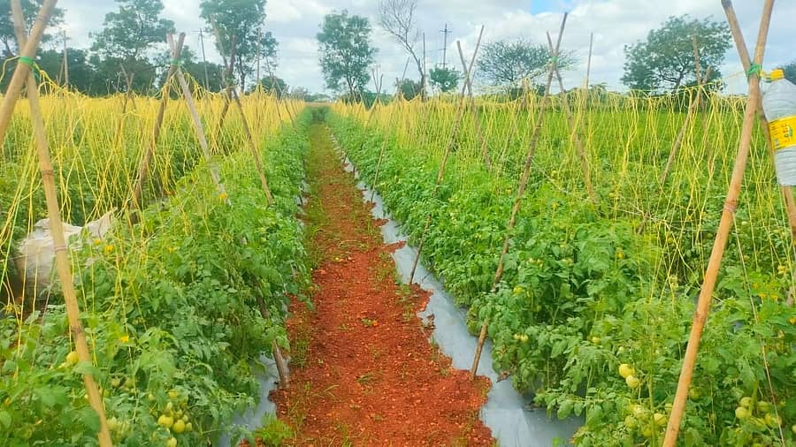 ಆಧುನಿಕ ಪದ್ಧತಿಯಲ್ಲಿ ಟೊಮೆಟೋ ಬೆಳೆದಿರುವ ಲಕ್ಷ್ಮೇಶ್ವರದ ಚಾಂದಸಾಬ್ ಚಂಗಾಪುರಿ