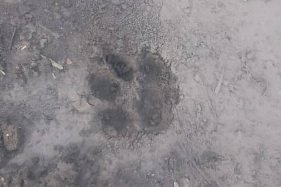 ಗುರುಮಠಕಲ್ ಹತ್ತಿರದ ಚಪೆಟ್ಲಾ ಗ್ರಾಮದ ಹೊರವಲಯದಲ್ಲಿ ಕಂಡುಬಂದ ಚಿರತೆಯ ಹೆಜ್ಜೆ ಗುರುತು