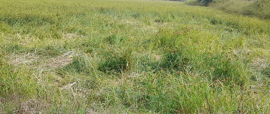 ತರೀಕೆರೆ ಅತ್ತಿಗನಾಳು ಗ್ರಾಮದಲ್ಲಿರುವ ವಿರೂಪಾಕ್ಷಪ್ಪ ಎಂಬುವರ ಜಮೀನಿನಲ್ಲಿ ನಿನ್ನೆ ಪುಂಡಾನೆಗಳು ದಾಳಿ ಮಾಡಿ ತಿಂದು, ತುಳಿದು ಹಾಳುಗೆಡವಿರುವುದು.