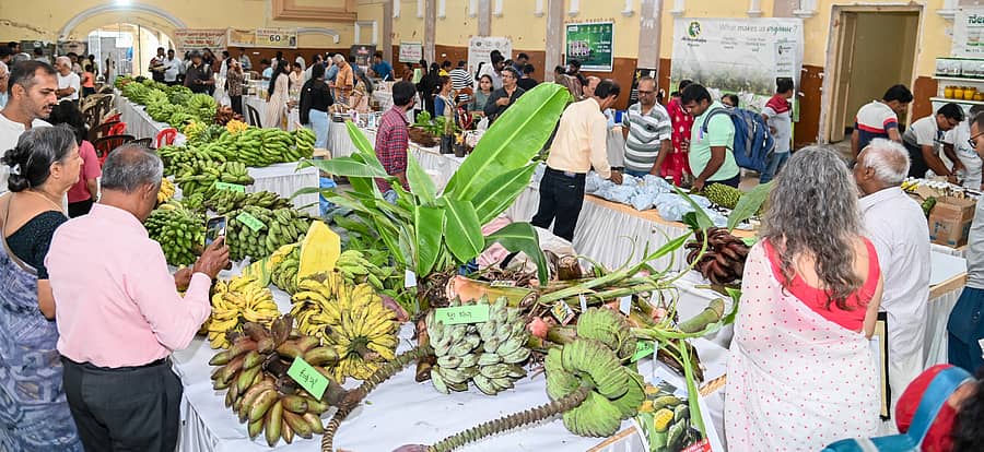 ಮೈಸೂರಿನ ನಂಜರಾಜ ಬಹದ್ದೂರ್ ಛತ್ರದಲ್ಲಿ ಶನಿವಾರ ನಡೆದ ಬಾಳೆಮೇಳವನ್ನು ಸಾರ್ವಜನಿಕರು ವೀಕ್ಷಿಸಿದರು– ಪ್ರಜಾವಾಣಿ ಚಿತ್ರ