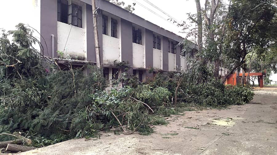 <div class="paragraphs"><p>ಶಿಕಾರಿಪುರದ ಸರ್ಕಾರಿ ಪದವಿ ಕಾಲೇಜು ಆವರಣದಲ್ಲಿನ ಮರಗಳನ್ನು ಕಡಿದಿರುವುದು&nbsp;</p></div>