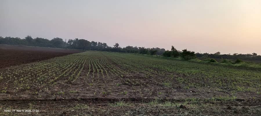 ಚಿತ್ತಾಪುರ ತಾಲ್ಲೂಕಿನ ಹೊಲವೊಂದರಲ್ಲಿ ಬಿತ್ತಿರುವ ಕಡಲೆಗೆ ಈಗ ಚಿಗುರೆಲೆ ಮೂಡಿರುವುದು