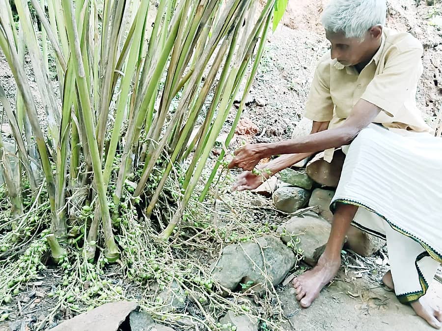 ಯಳಂದೂರು ತಾಲ್ಲೂಕಿನ ಬಿಳಿಗಿರಿರಂಗನಬೆಟ್ಟದಲ್ಲಿ ಶೇಷಾದ್ರಿ ಅವರು ಬೆಳೆದಿರುವ ಏಲಕ್ಕಿ ಗಿಡಗಳು