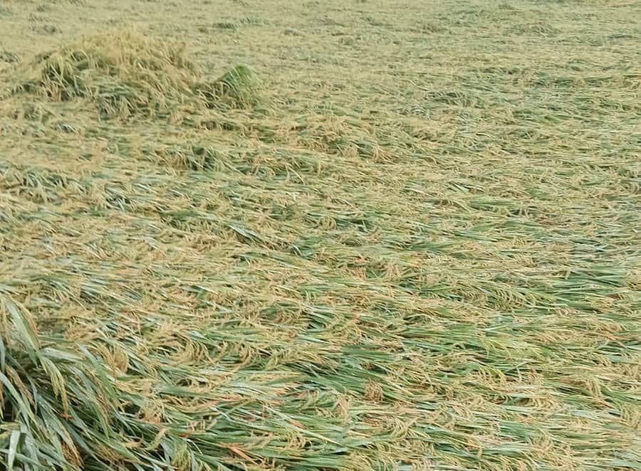 ಸುರಪುರ ತಾಲ್ಲೂಕಿನ ನಾಗರಾಳ ಸೀಮಾಂತದರಲ್ಲಿ ಭತ್ತ ನೆಲಕಚ್ಚಿರುವುದು