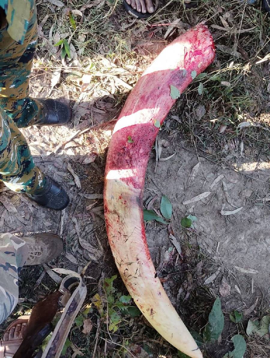 ಕಾಡಾನೆ ‘ಭೀಮ’ನ ದಂತ ಮುರಿದು ಬಿದ್ದಿರುವುದು