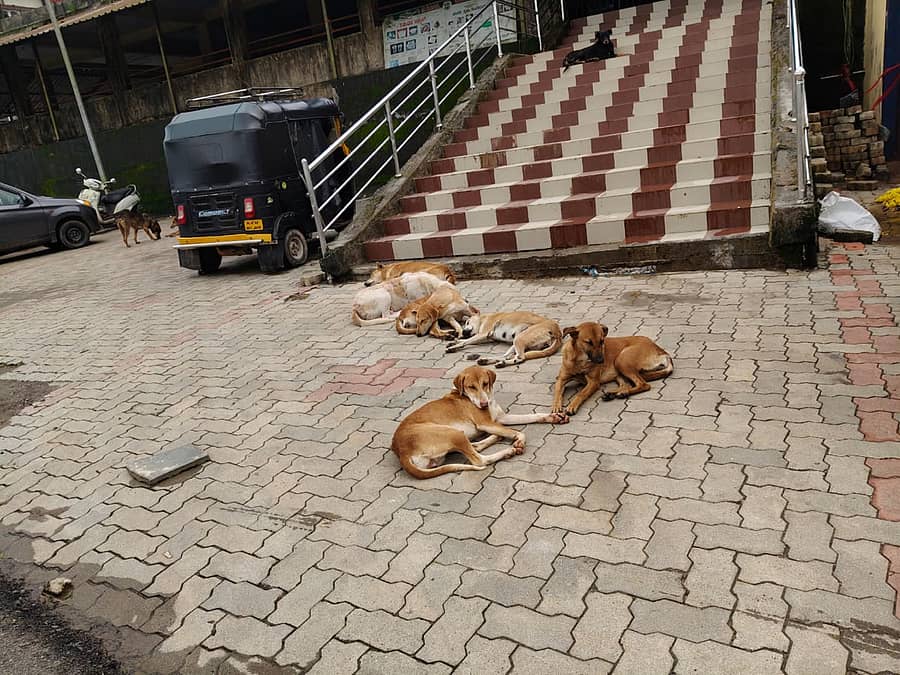 ಮಡಿಕೇರಿಯ ಮಾರುಕಟ್ಟೆಯ ಆಸುಪಾಸಿನಲ್ಲಿ ಬೀದಿನಾಯಿಗಳ ಸಂಖ್ಯೆ ವಿಪರೀತ ಎನಿಸುವಷ್ಟು ಹೆಚ್ಚಾಗಿವೆ