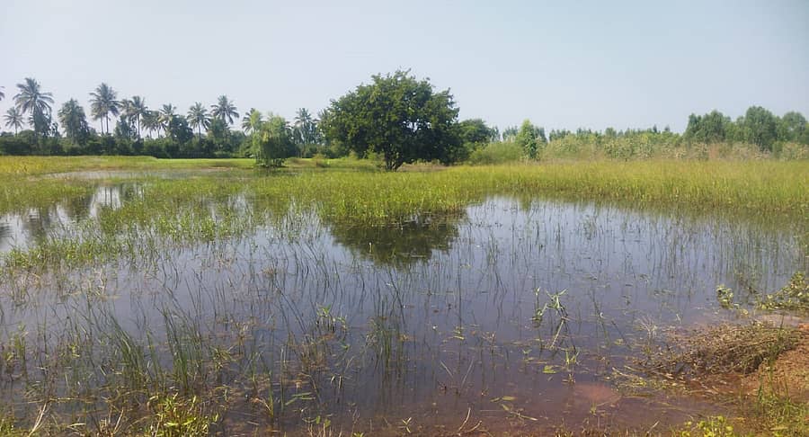 ಕೋಲಾರ ತಾಲ್ಲೂಕಿನ ಕುಡುವನಹಳ್ಳಿ ಗ್ರಾಮದಲ್ಲಿ ಕೆ.ಸಿ.ವ್ಯಾಲಿಯಿಂದ ಜಲಾವೃತವಾಗಿರುವ ಜಮೀನು