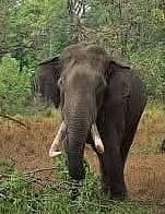 ಬೆಳಗಾವಿ ತಾಲ್ಲೂಕಿನ ಉಚಗಾಂವ ಗ್ರಾಮದ ವಸತಿ ಪ್ರದೇಶಕ್ಕೆ ದಾಳಿ ಇಟ್ಟ ಮಹಾರಾಷ್ಟ್ರದ ಆನೆ (ಸಂಗ್ರಹ ಚಿತ್ರ)