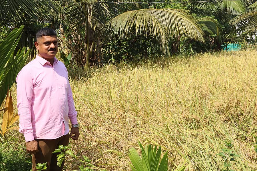 ಭತ್ತದ ಬೆಳೆಯೊಂದಿಗೆ ಸಂತೋಷ್ ಶೆಟ್ಟಿ