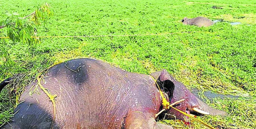 <div class="paragraphs"><p>ಕನಕಪುರ ತಾಲ್ಲೂಕಿನ ಸಾತನೂರು ಹಾರೋಬೆಲೆ ಜಲಾಶಯದ ಹುಲಿಬೆಲೆ ಮತ್ತು ಕೂನೂರು ಸಮೀಪದ ಹಿನ್ನೀರು ದಾಟುವಾಗ ಮುಳುಗಿ ಮೃತಪಟ್ಟ ಕಾಡಾನೆಗಳು</p></div>