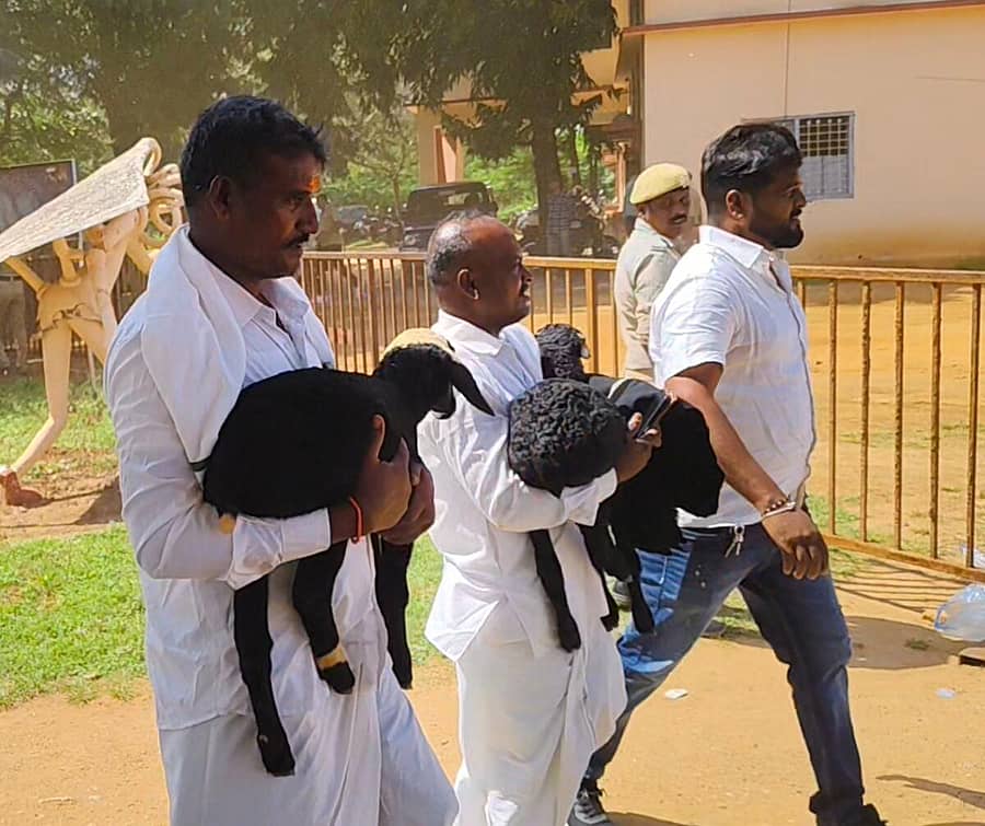 <div class="paragraphs"><p>ಹರಪನಹಳ್ಳಿಗೆ ಆಗಮಿಸಿದ ಮುಖ್ಯಮಂತ್ರಿ ಸಿದ್ದರಾಮಯ್ಯ ಅವರಿಗೆ ನೀಡಲು ಕುರಿಗಾಹಿಗಳು ಕುರಿಮರಿಗಳನ್ನು ತಂದಿದ್ದರು</p></div><div class="paragraphs"><p><br></p></div>