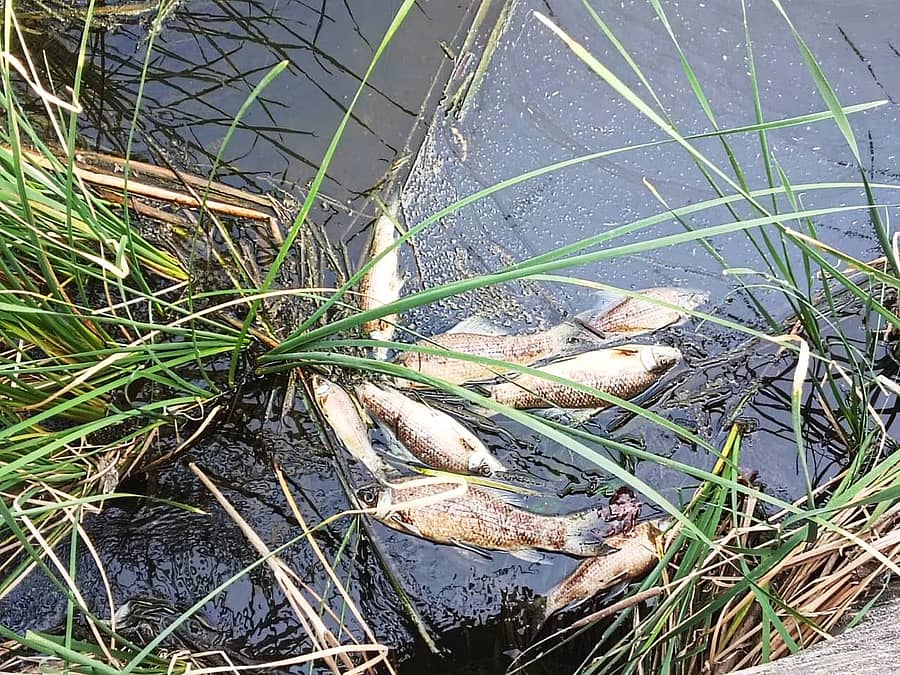 ಸೈದಾಪುರ ಸಮೀಪದ ಬಾಡಿಯಾಲ ಗ್ರಾಮದ ಹಳ್ಳದಲ್ಲಿ ಮೃತಪಟ್ಟ ಮೀನುಗಳು