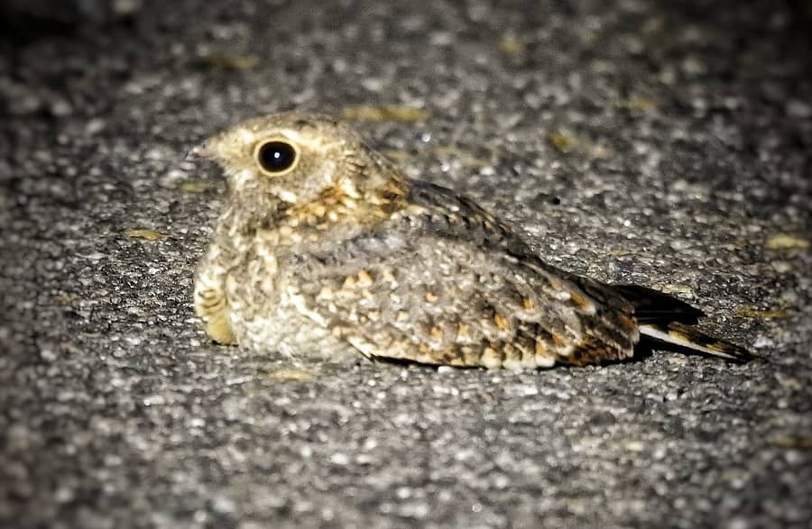 ಹೊಸಪೇಟೆ ತಾಲ್ಲೂಕಿನ ದರೋಜಿ ಕರಡಿಧಾಮದ ಬಳಿ ಕ್ಯಾಮೆರಾ ಕಣ್ಣಿನಲ್ಲಿ ಸೆರೆಯಾದ ಸವನ್ನಾ ನೈಟ್ಜಾರ್ ಪಕ್ಷಿ