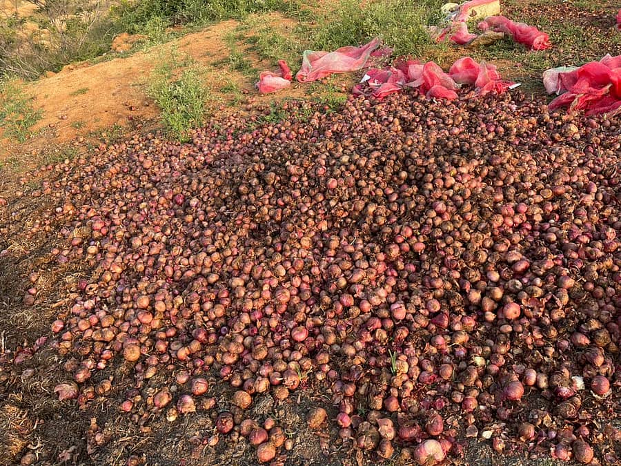 ಚಿತ್ರದುರ್ಗ ತಾಲ್ಲೂಕು, ಜೆ.ಎನ್‌.ಕೋಟೆ ಗ್ರಾಮದ ರೈತ ಸಿದ್ದಪ್ಪ ಈರುಳ್ಳಿಯನ್ನು ತಿಪ್ಪೆಗೆ ಸುರಿದಿರುವುದು