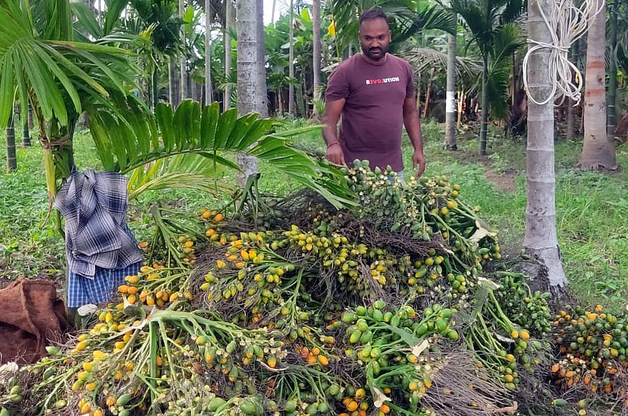 ಯಳಂದೂರು ಸಮೀಪದ ಗೂಳಿಪುರ ಹೊರವಲಯದ ತೋಟದಲ್ಲಿ ಅಡಿಕೆ ಕಟಾವಿನಲ್ಲಿ ತೊಡಗಿರುವ ಶ್ರಮಿಕರು