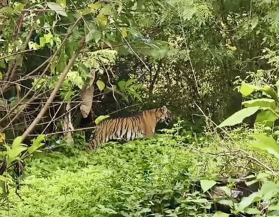 ಎಚ್.ಡಿ.ಕೋಟೆ ತಾಲ್ಲೂಕಿನ ಗಣೇಶನಗುಡಿ ಸಮೀಪದ ತಾರಕ ನಾಲೆ ಬಳಿ ಸೋಮವಾರ ಹುಲಿ ಕಾಣಿಸಿಕೊಂಡಿರುವುದು