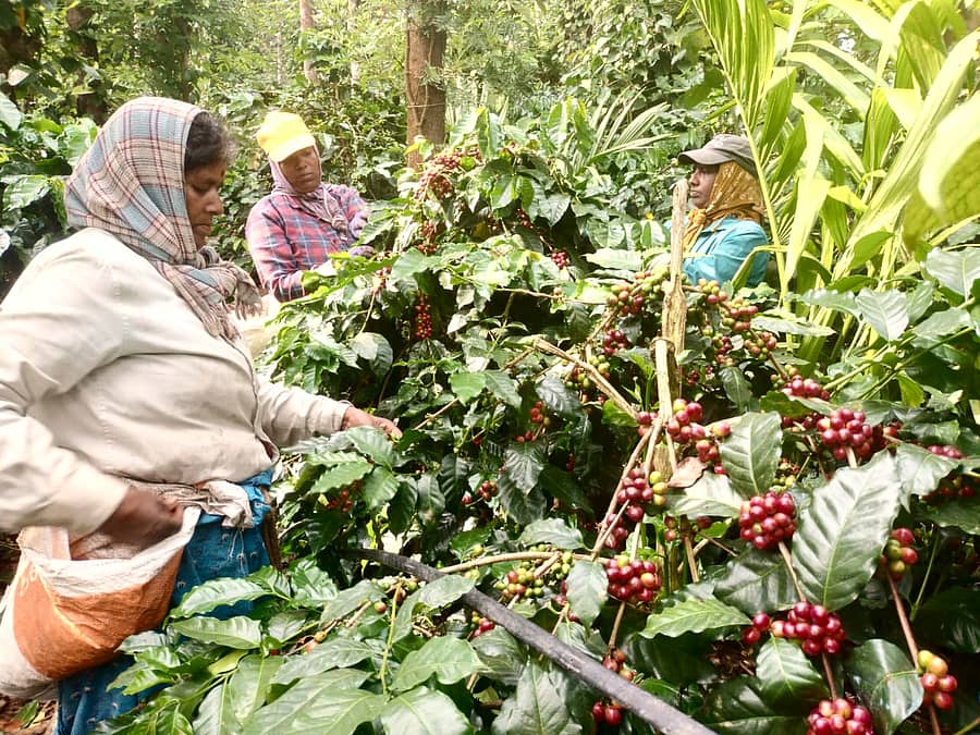 ಕಾಫಿ ಕೊಯ್ಲು ಮಾಡುತ್ತಿರುವ ಮಹಿಳಾ ಕಾರ್ಮಿಕರು