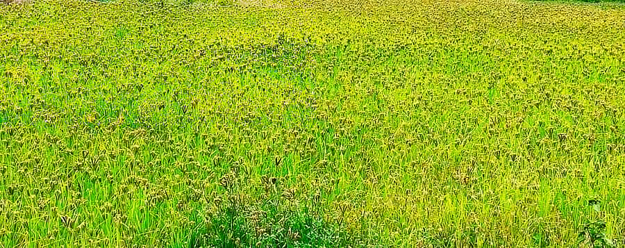 ಮಾಗಡಿ ತಾಲ್ಲೂಕಿನ ಚಕ್ರಬಾವಿ ಗ್ರಾಮದಲ್ಲಿ ಬೆಳೆದಿರುವ ರಾಗಿ ಬೆಳೆ