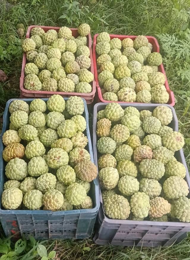 ಬಂಗಾರಪೇಟೆ ತಾಲ್ಲೂಕಿನ ಕದರಿನತ್ತ ಗ್ರಾಮದಲ್ಲಿ ಸಂಗ್ರಹಿಸಿರುವ ಸೀತಾಫಲ ಹಣ್ಣು 