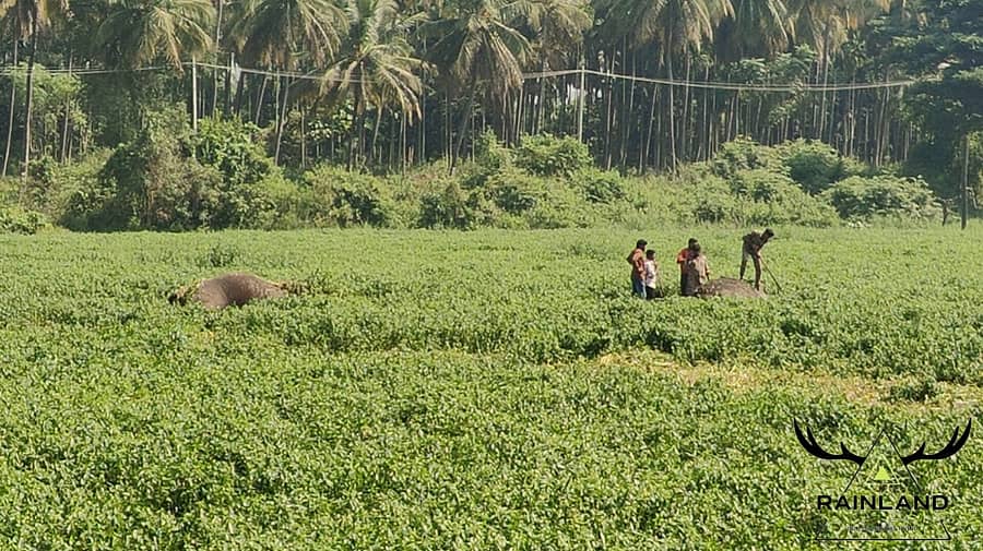 <div class="paragraphs"><p>ಕನಕಪುರ ತಾಲ್ಲೂಕಿನ ಕೂನೂರು ಗ್ರಾಮದಲ್ಲಿರುವ ಹಾರೋಬೆಲೆ ಜಲಾಶಯದ ಹಿನ್ನೀರಿನಲ್ಲಿ ಮೃತಪಟ್ಟ ಎರಡು ಕಾಡಾನೆಗಳ ಕಳೇಬರ</p></div>