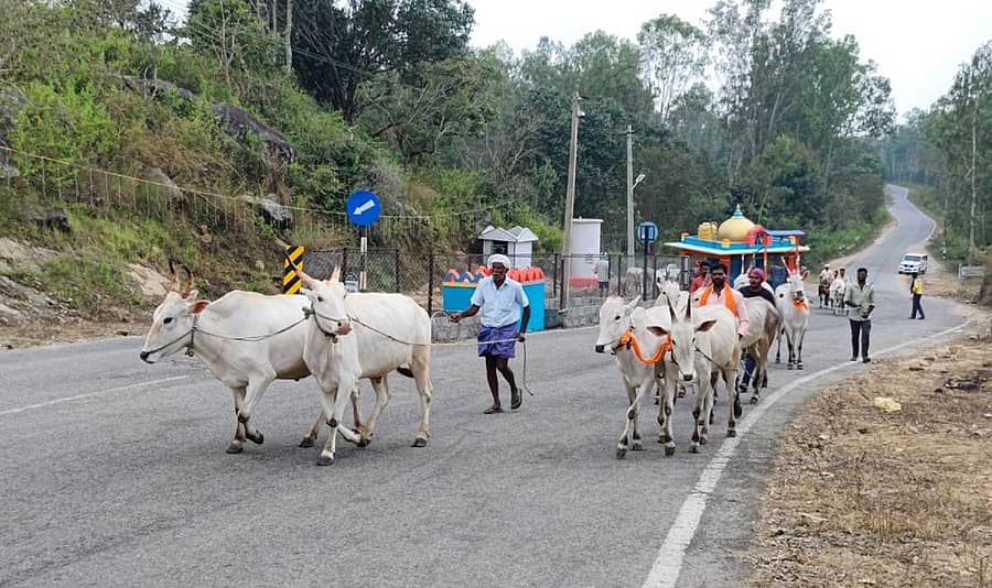 ಅರಕಲಗೂಡು ತಾಲ್ಲೂಕು ಕಣಿವೆ ಬಸವೇಶ್ವರ ಜಾತ್ರೆಗೆ ರೈತರು ಜಾನುವಾರುಗಳನ್ನು ಕರೆತರುತ್ತಿರುವುದು