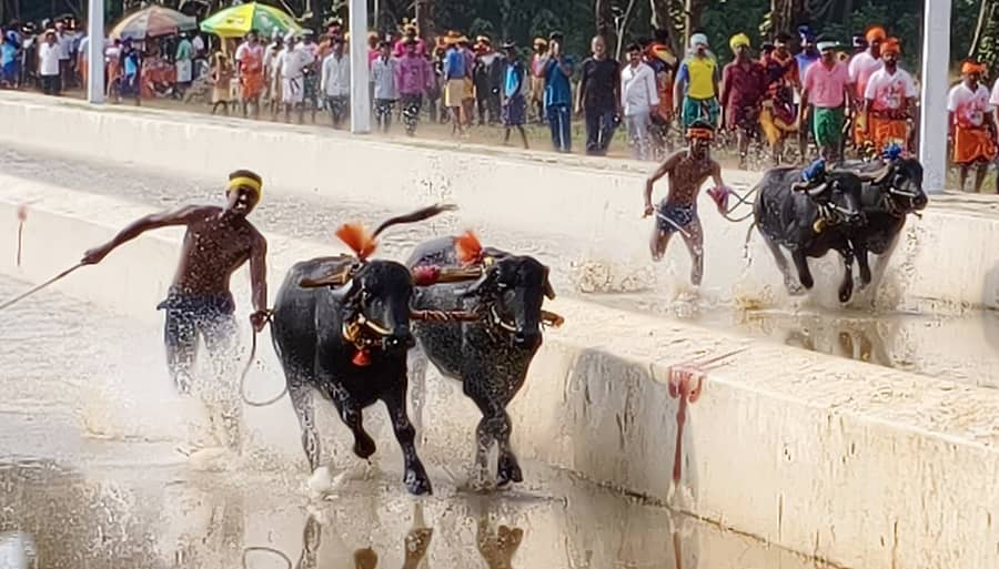 ಶಿರ್ವ ನಡಿಬೆಟ್ಟು ಸೂರ್ಯ ಚಂದ್ರ ಜೋಡುಕರೆ ಕಂಬಳದ ದೃಶ್ಯ