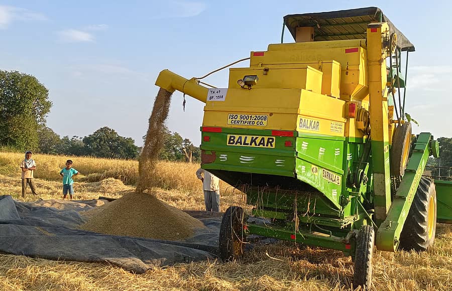 ಮುಂಡಗೋಡ ತಾಲ್ಲೂಕಿನಲ್ಲಿ ಮಳೆಯಾಶ್ರಿತ ಭತ್ತವನ್ನು ಯಂತ್ರದ ಮೂಲಕ ಕೊಯ್ಲು ಮಾಡಿ ಸಂಗ್ರಹಿಸುತ್ತಿರುವುದು(ಸಂಗ್ರಹ ಚಿತ್ರ)