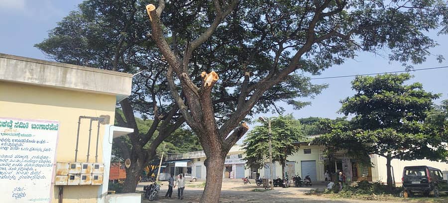 <div class="paragraphs"><p>ಕೊಂಬೆಗಳನ್ನು ಕುಡಿದು ಮರದ ಸ್ವರೂಪಕ್ಕೆ ಹಾನಿ </p></div>