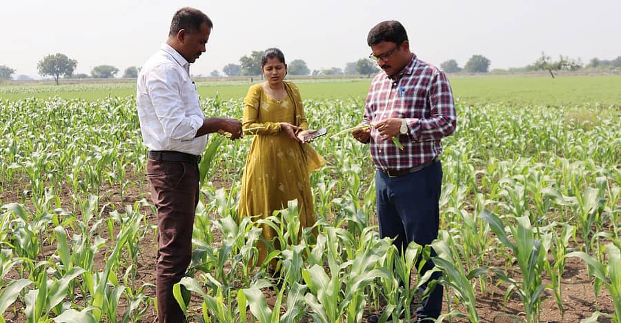 ಕೃಷಿ ಅಧಿಕಾರಿಗಳು, ವಿಜ್ಞಾನಿಗಳು ಕಡಲೆ, ಜೋಳದ ಬೆಳೆಗಳಿಗೆ ತಗುಲಿರುವ ರೋಗ, ಕೀಟಬಾಧೆಯ ಸಮೀಕ್ಷೆ ನಡೆಸಿದರು.