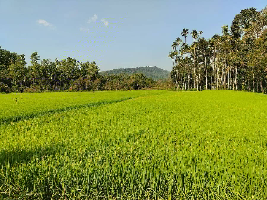 ಕಳಸ ಸಮೀಪದ ಬೇಡಕ್ಕಿಯಲ್ಲಿ ಹುಲುಸಾಗಿ ಬೆಳೆದಿರುವ ಭತ್ತದ ಪೈರು
